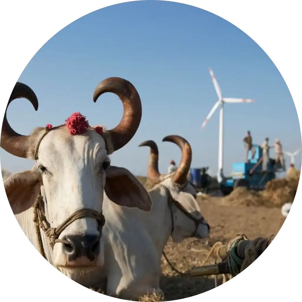 cows in front of wind turbine